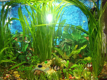 растения в аквариуме