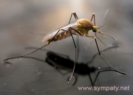 защита от комаров 
