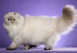 кошка породы перс