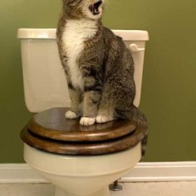как приучить кошку к туалету