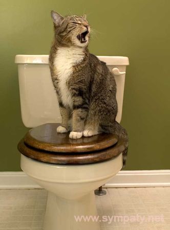 как приучить кошку к туалету
