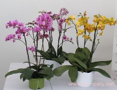 как ухаживать за домашними орхидеями фаленопсис
