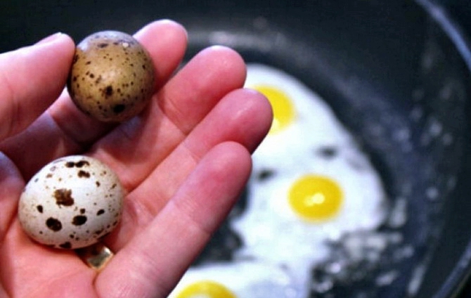 Полезные свойства перепелиных яиц для женщин